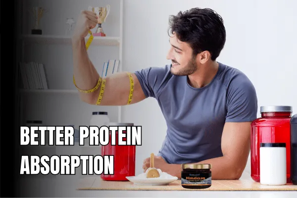 Better Protein Absorption
